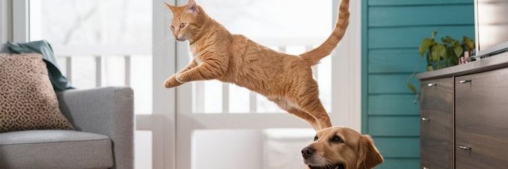 TrendingZoo's profile banner image