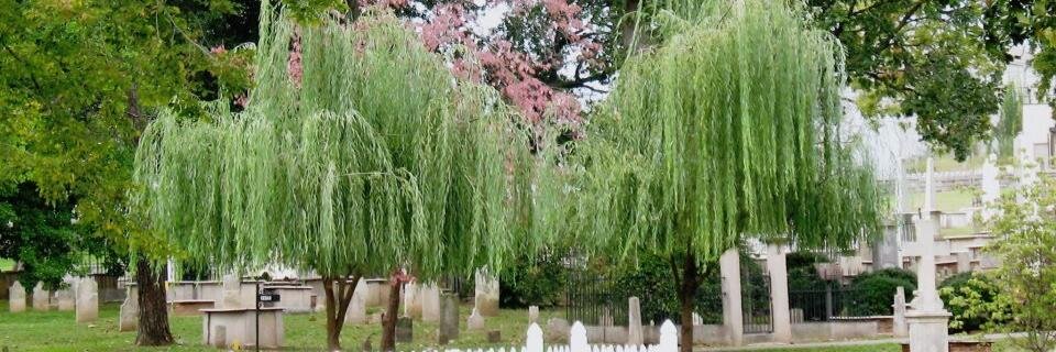 NashCityCemAssoc banner