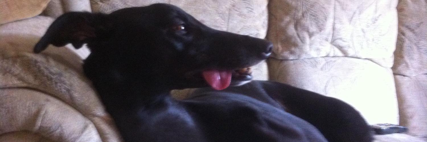 nuttygreyhound's profile banner image