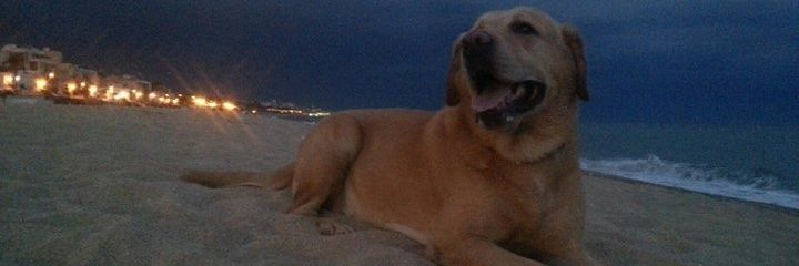 alexroyar's profile banner image