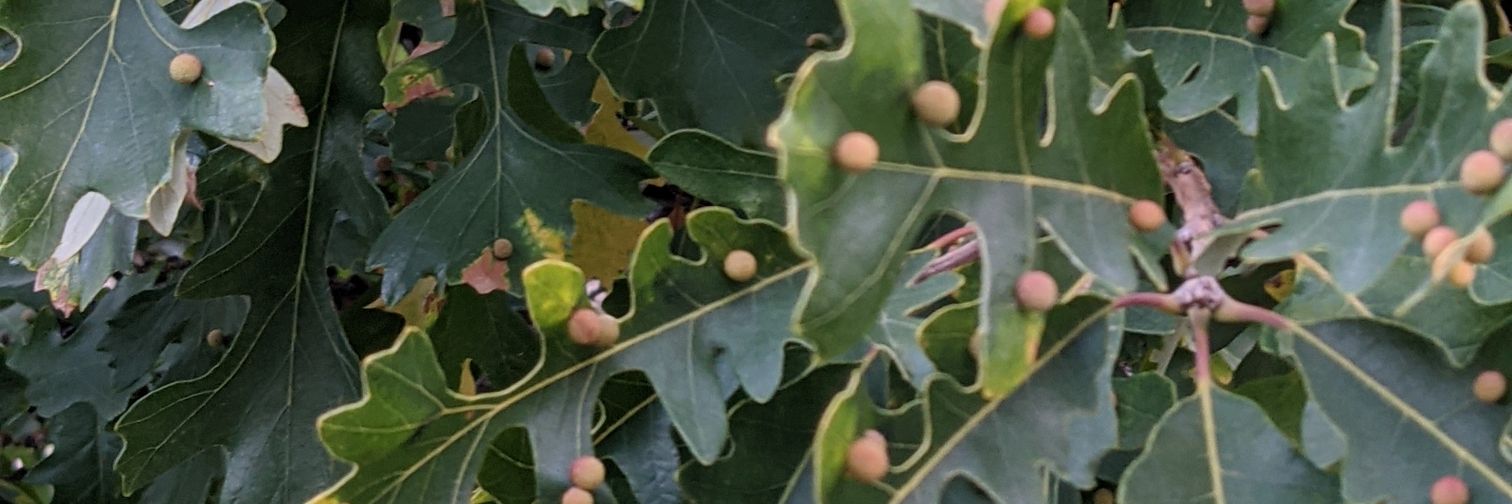 Corinne Bergman banner