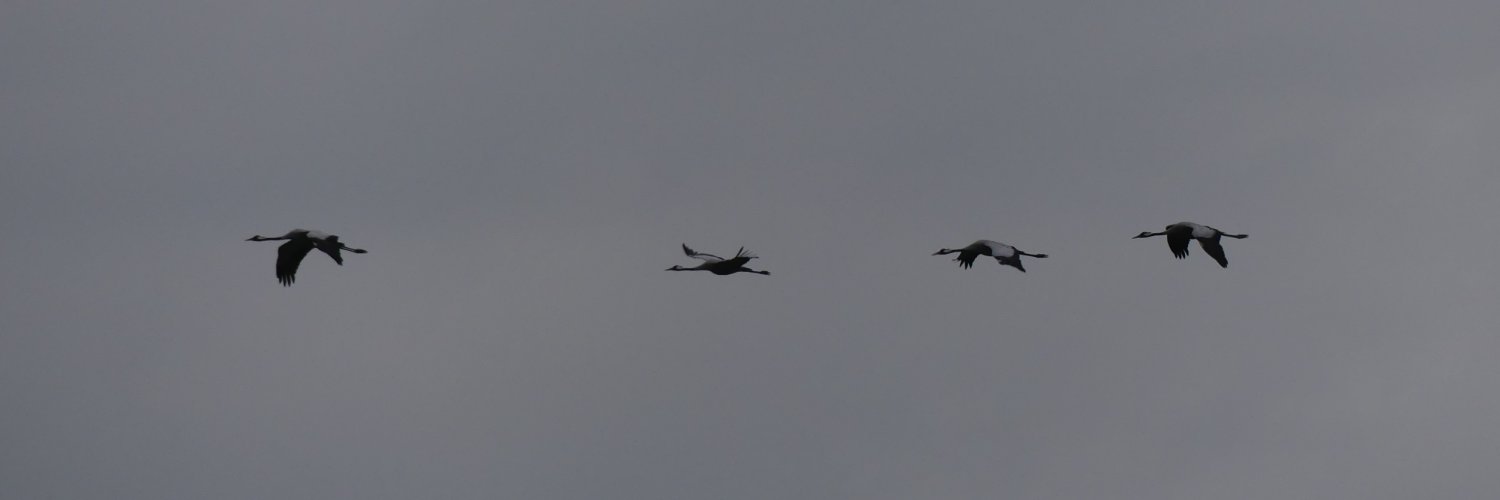 Jeremy Squire banner