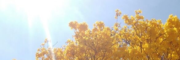 thaiilopes_'s profile banner image