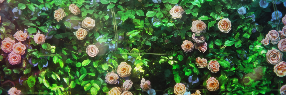 shirokite's profile banner image