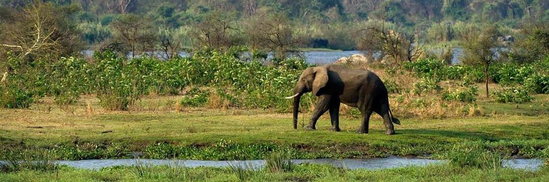 David Baliles banner