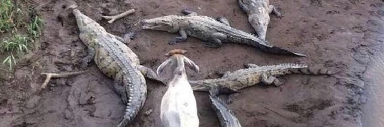 killahhcali's profile banner image