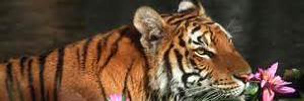 Glock35Gal Profile Banner