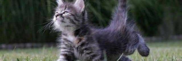 KittyQuades's profile banner image