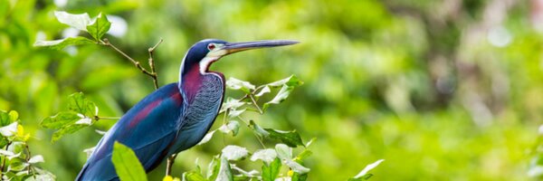 PacuareReserve Profile Banner