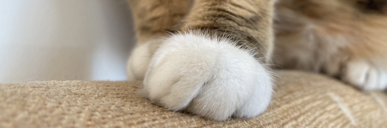 CoolCatVicky's profile banner image
