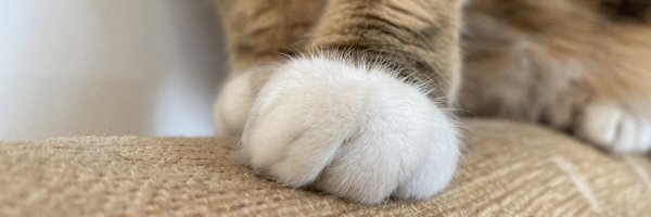 CoolCatVicky Profile Banner