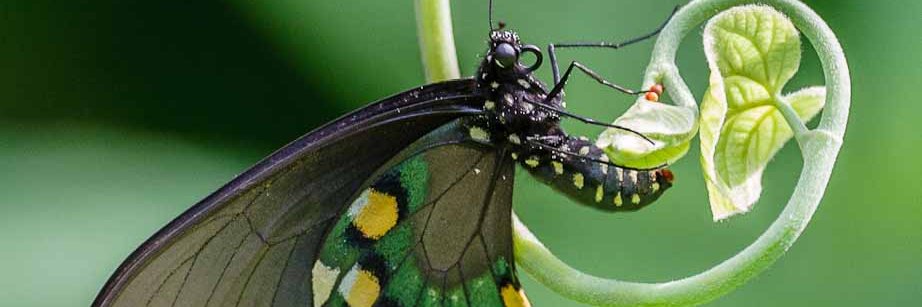 simone aleesa✨ banner