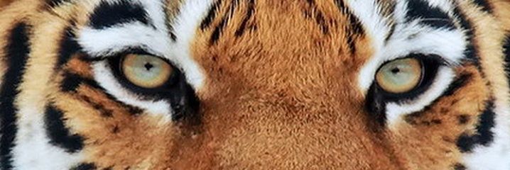 ssinan67's profile banner image