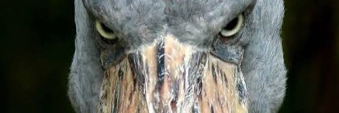 Janilson_Inacio's profile banner image