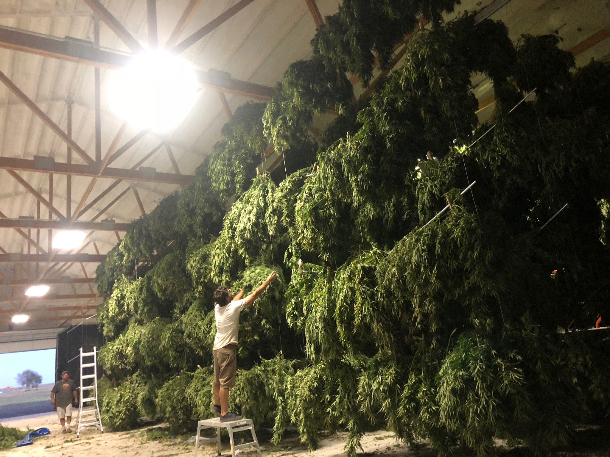 Hempcoop's profile banner image