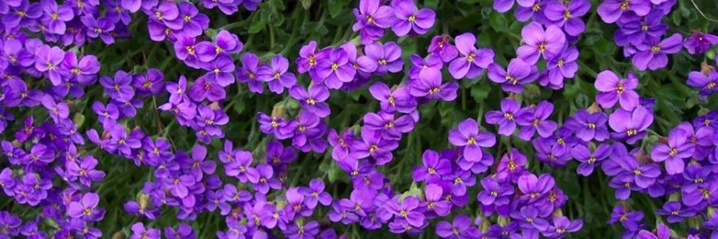 JessVogelpohl's profile banner image