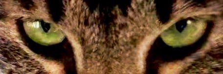 Tukyako's profile banner image