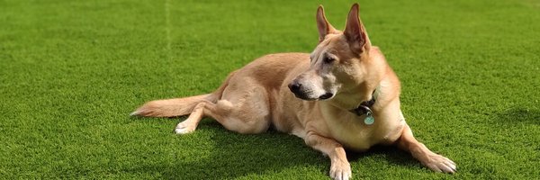 chipinazo Profile Banner