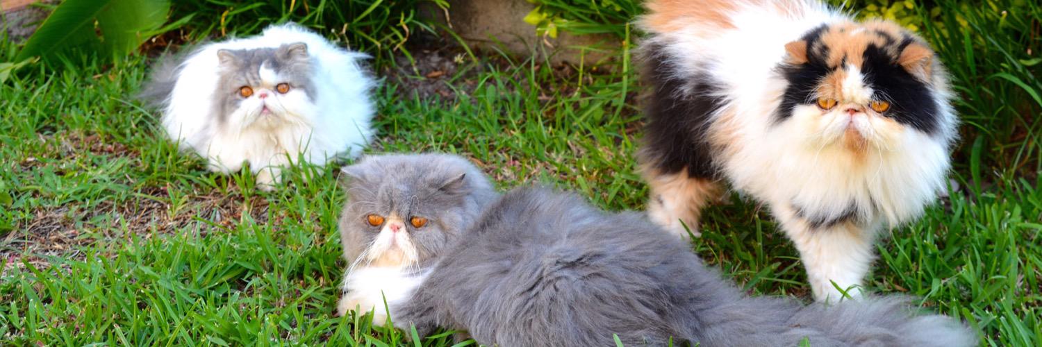 Premium_Pets's profile banner image