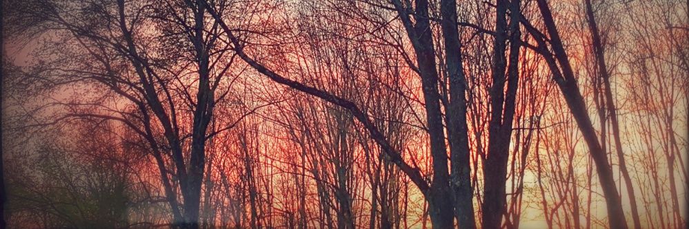 Julie Lacatena banner