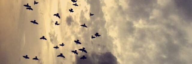 EMI_ALSEDIRI's profile banner image