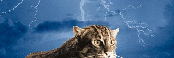 isa banner