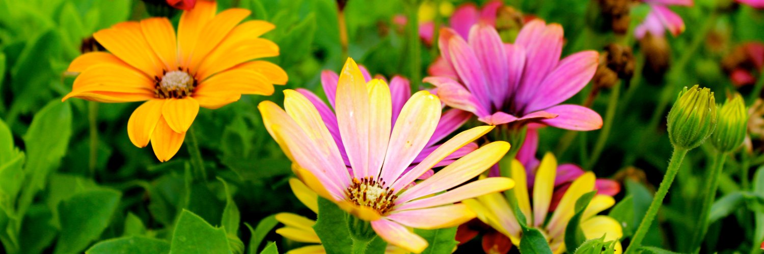 Gardenify banner
