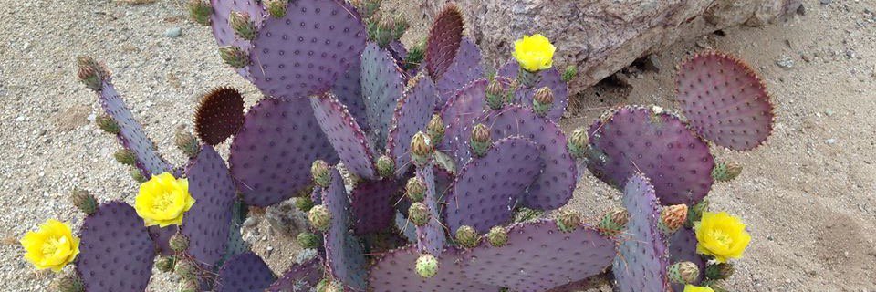 cactusrx's profile banner image