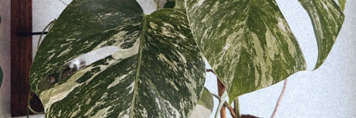 madirotert's profile banner image