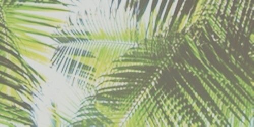 fioraiash's profile banner image