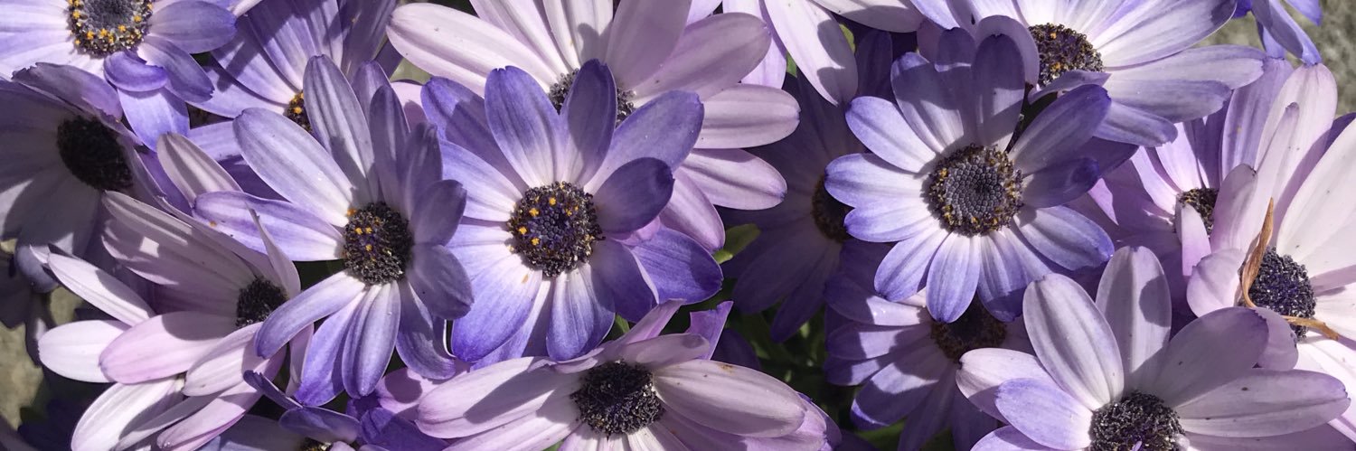 Molly_tait's profile banner image