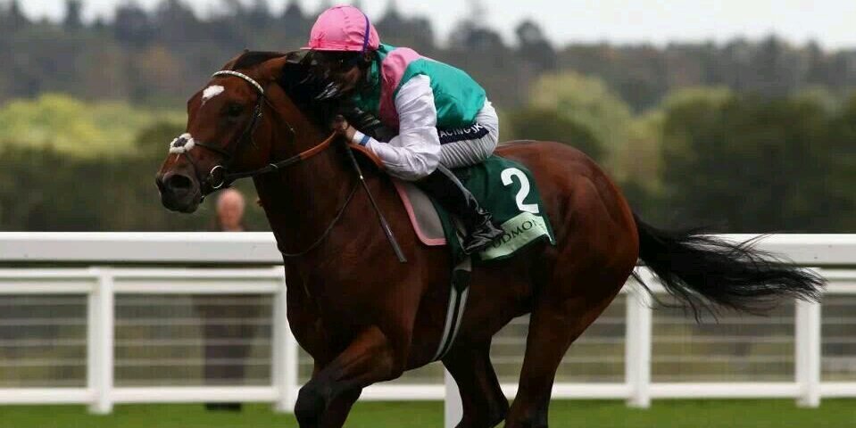 Horse Racing Tips banner