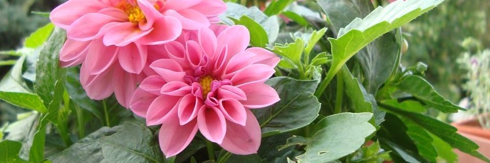 Dimitrina Stancheva banner