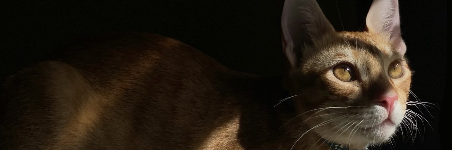 cebumadenise's profile banner image