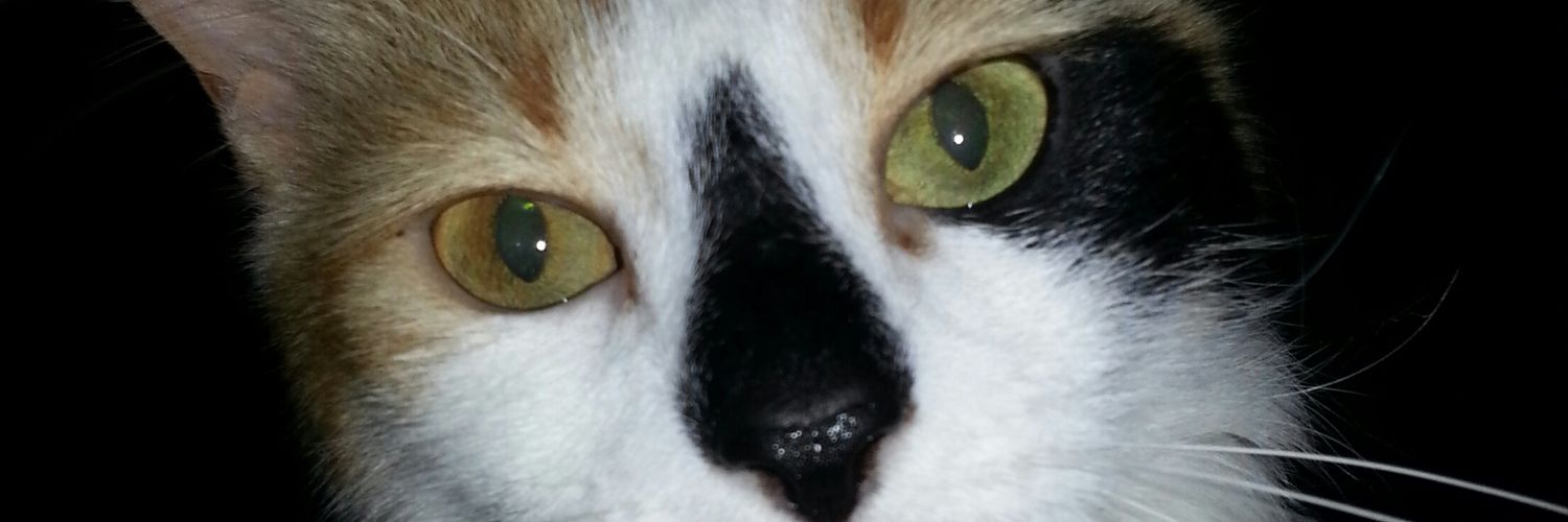zoolatrywalk's profile banner image