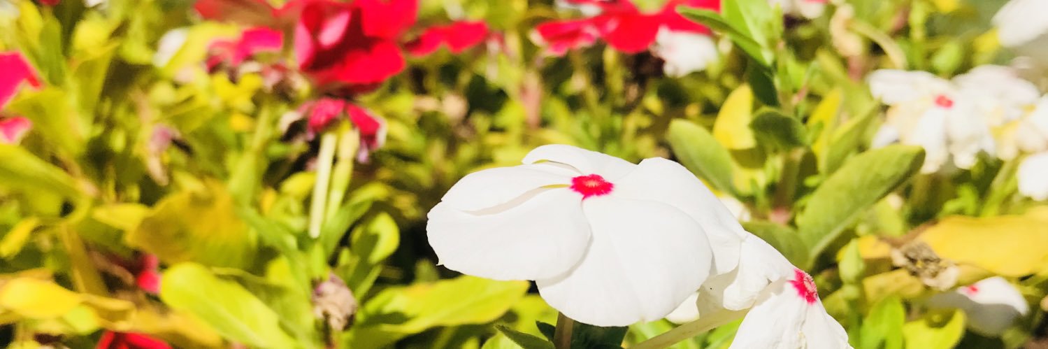 GezenIbrahim's profile banner image