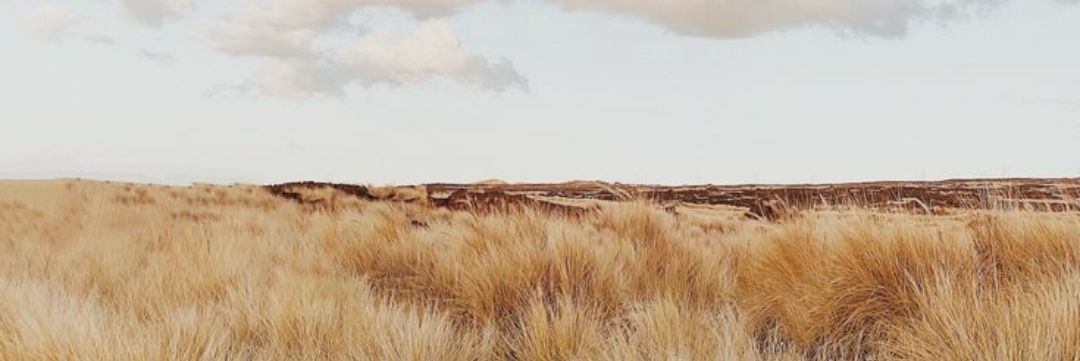 roseletan's profile banner image