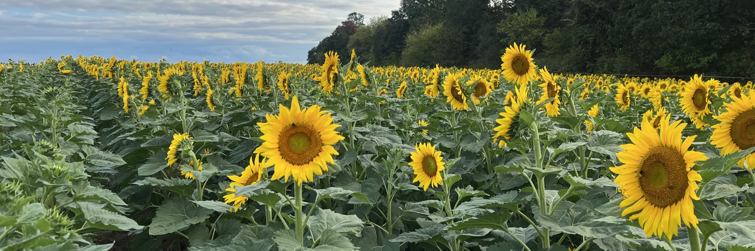 Jennifer Hammond banner