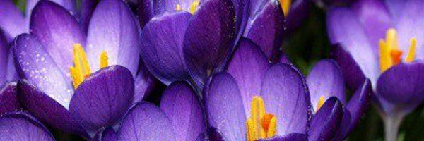 pedromacv Profile Banner