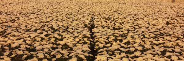 DelphyChrysant Profile Banner