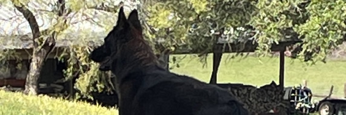 Dane's banner