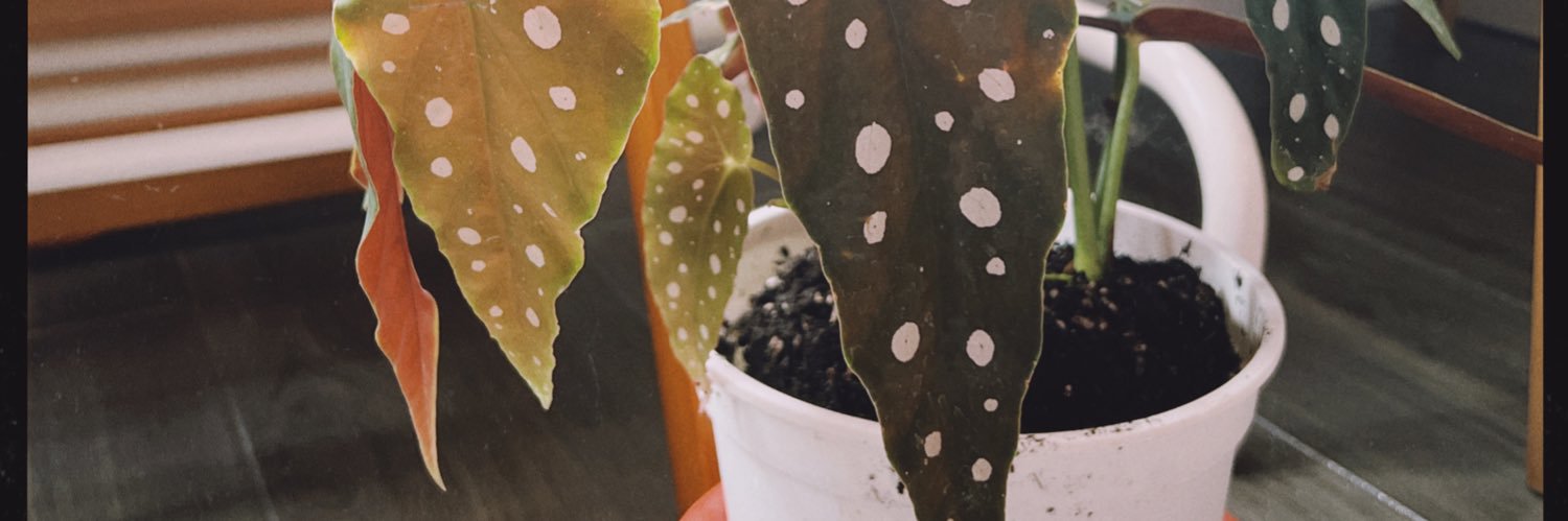 ladytale's profile banner image