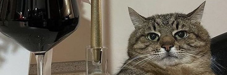 catmomiled's profile banner image