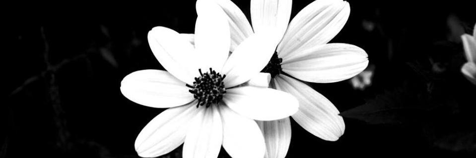 ShamMorad's profile banner image