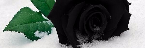 PatiRoell's profile banner image