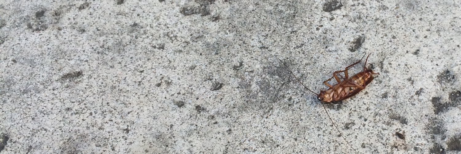 Twitter banner for @penicillin