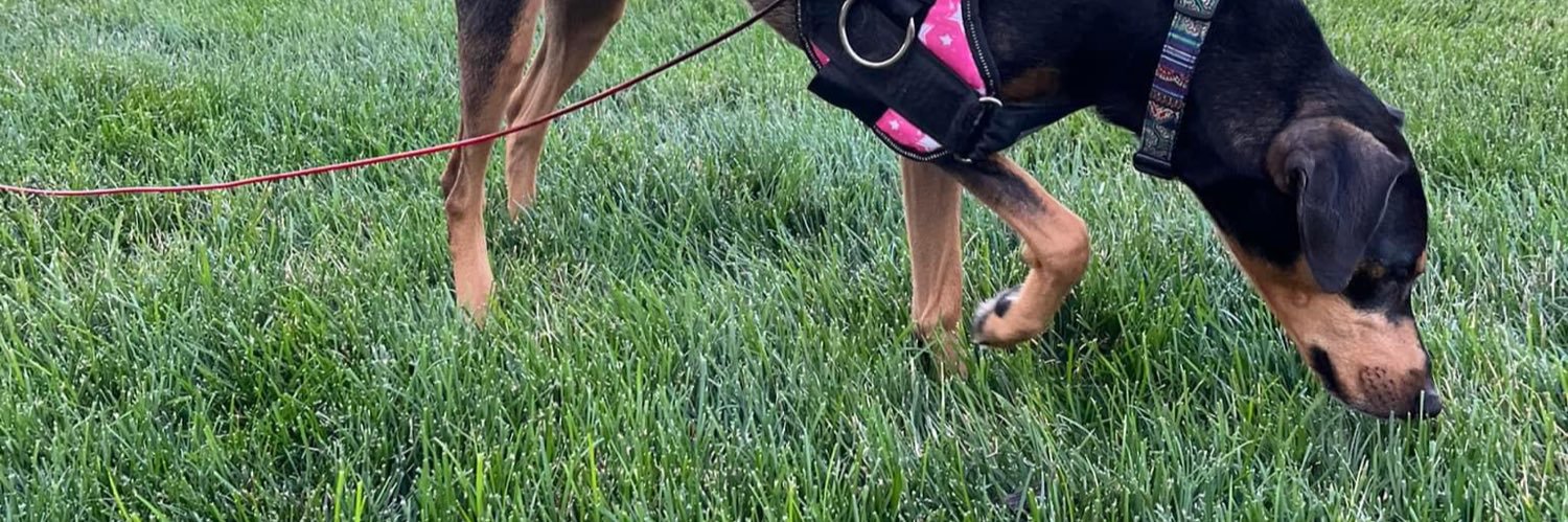 SarahDavis0_o's profile banner image