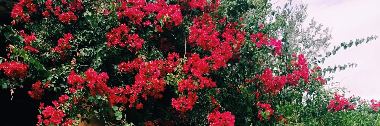 hollyhlt's profile banner image