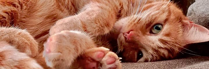 Baggins's profile banner image