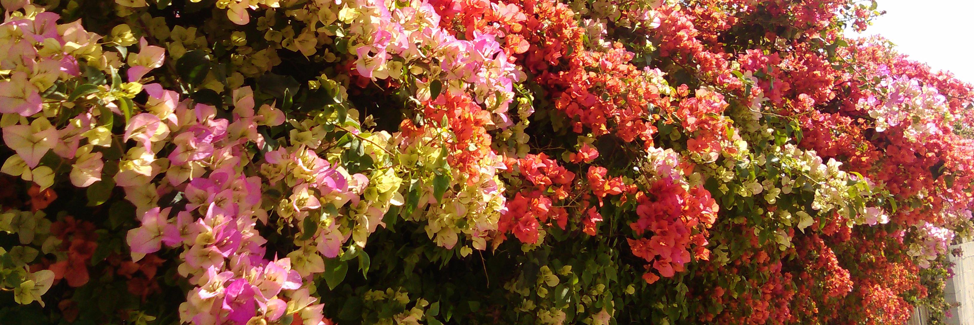 sushidabs's profile banner image